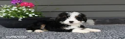 Mini Bernedoodle dogs for sale: River - Ad 5