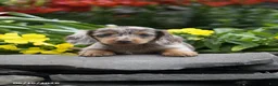 Miniature Dachshund dogs for sale: Kiwi - Ad 3