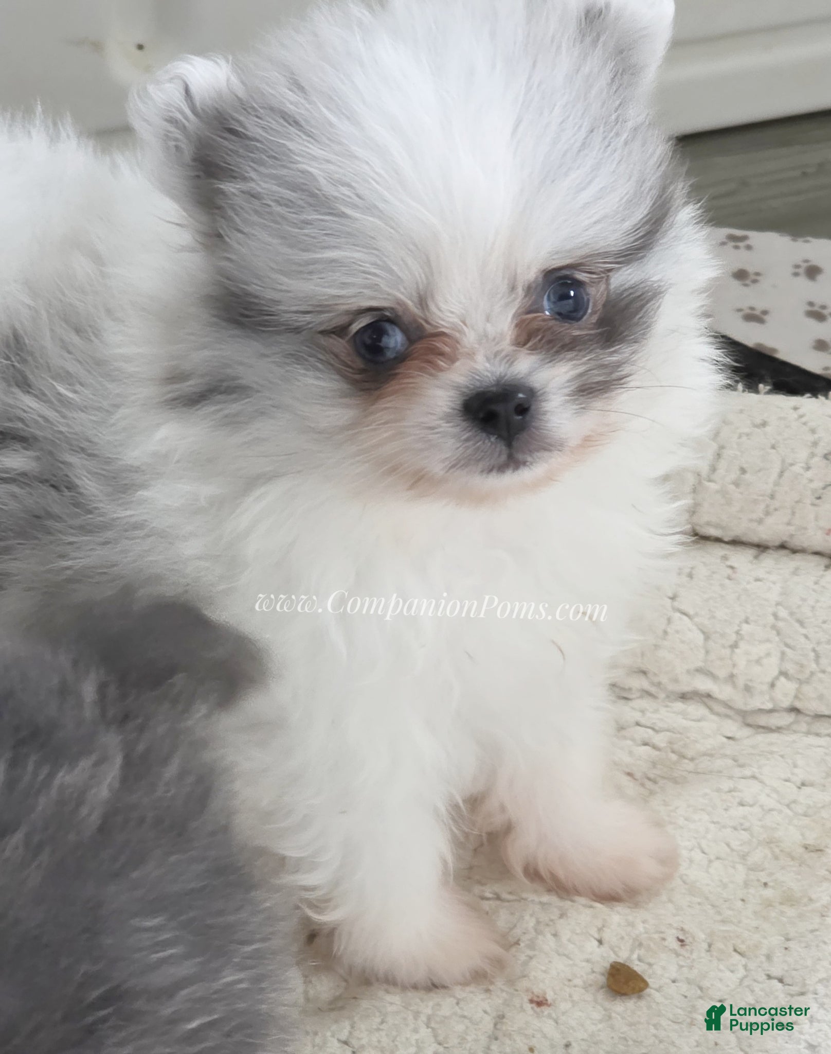 Pomeranian dogs Sebastian - True Blue Merle- Blue& Grey Eye Marbling - Ad 1