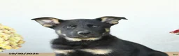 Mixed Breed dogs for sale: Gus - Ad 5