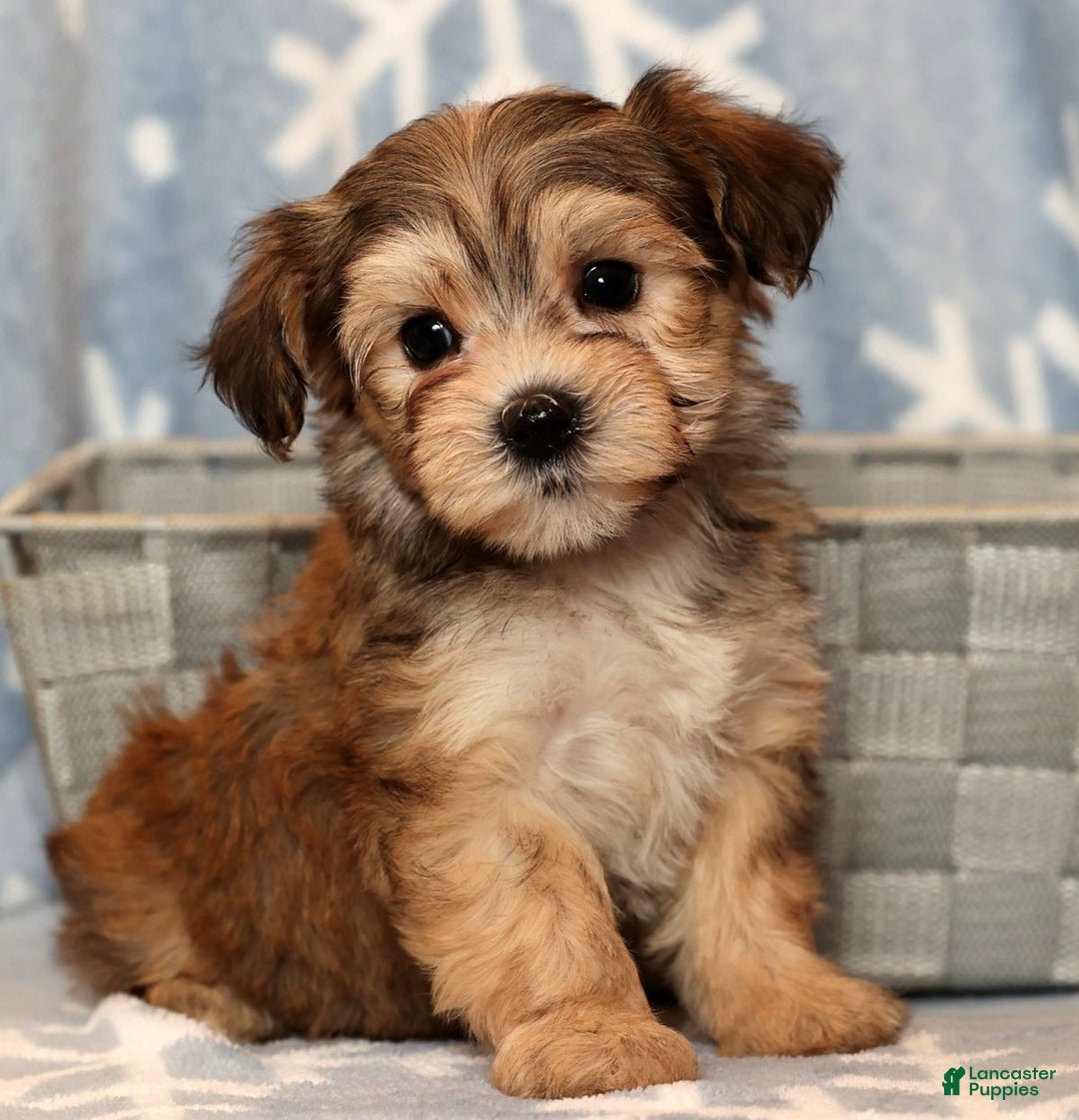 Yochon dogs for sale: Fluffy - Ad 8