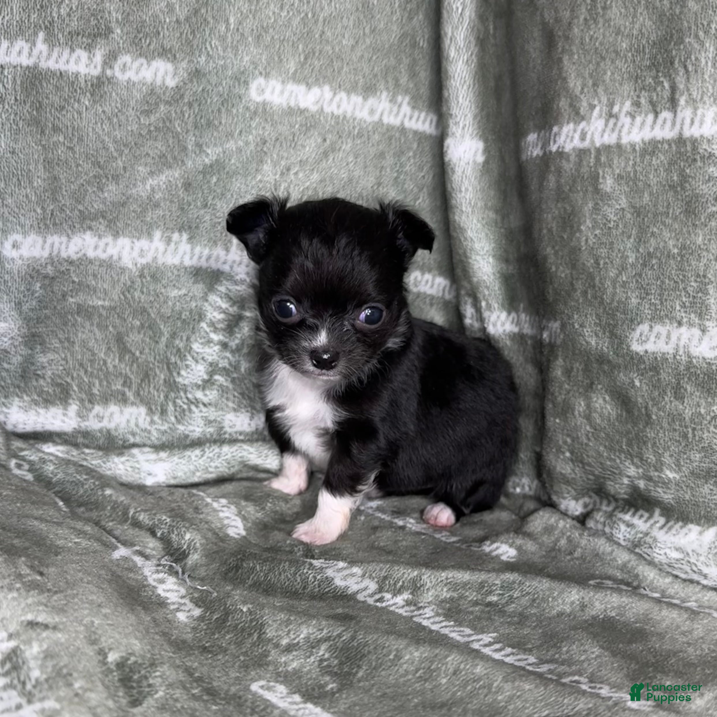 Chihuahua dogs Flower Micro Long Coat - Ad 1