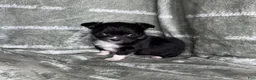 Chihuahua dogs for sale: Flower Micro Long Coat - Ad 1