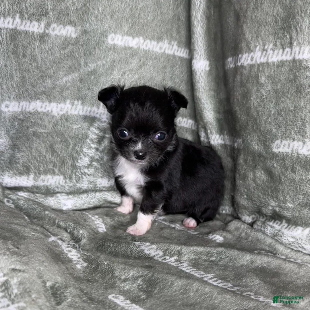 Chihuahua dogs for sale: Flower Micro Long Coat - Ad 1