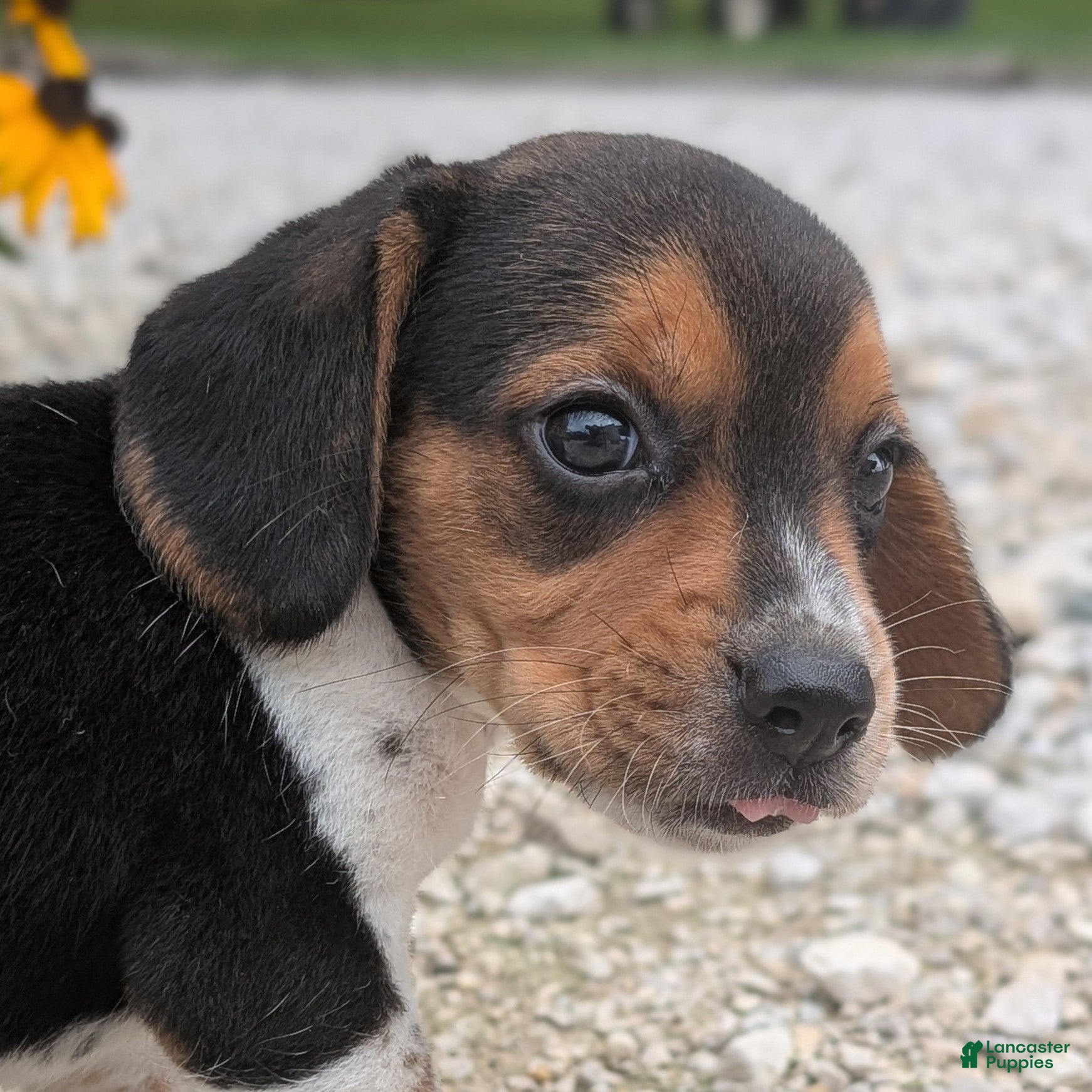 Beagle dogs Toast - Ad 17