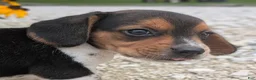 Beagle dogs for sale: Toast - Ad 1