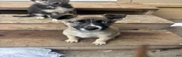 Gerberian Shepsky dogs for sale: Gerberian Shepsky Puppy 3 - Ad 8