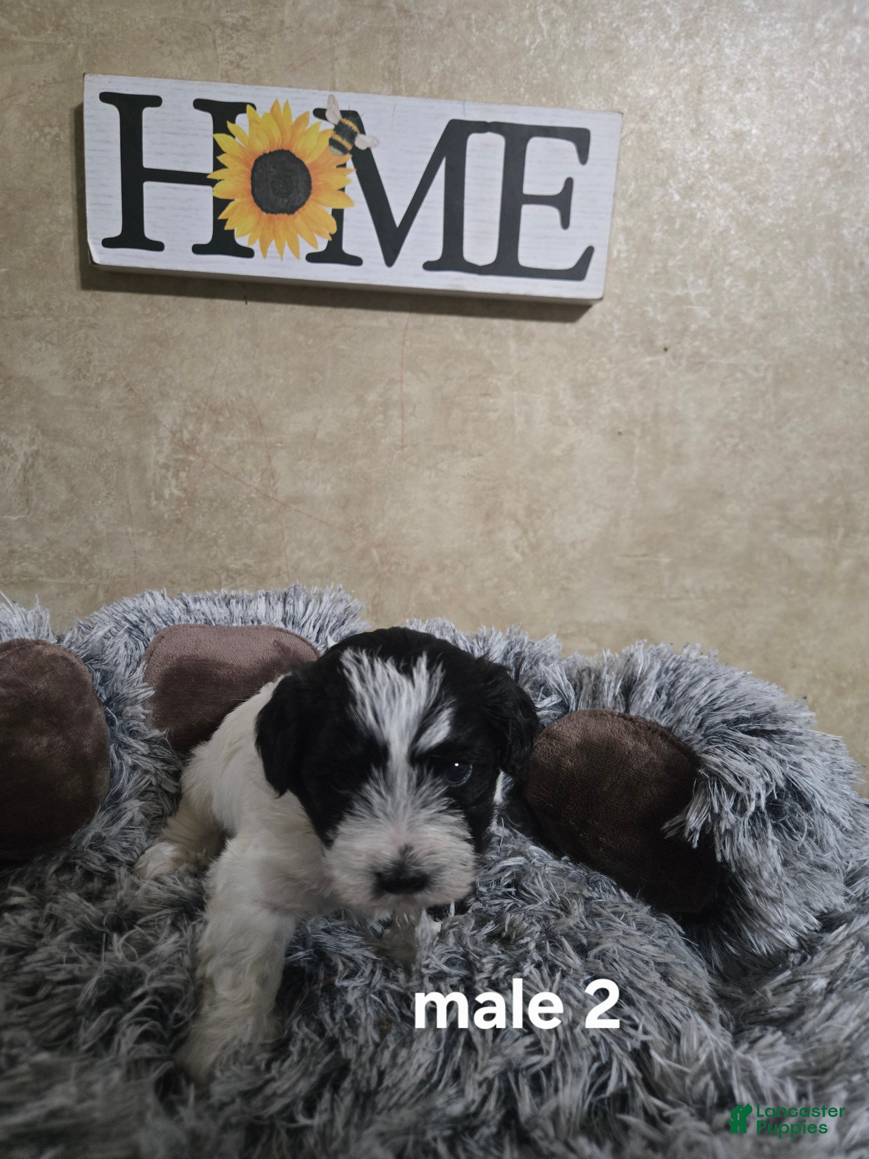 Mixed Breed dogs Male 2 - Ad 1