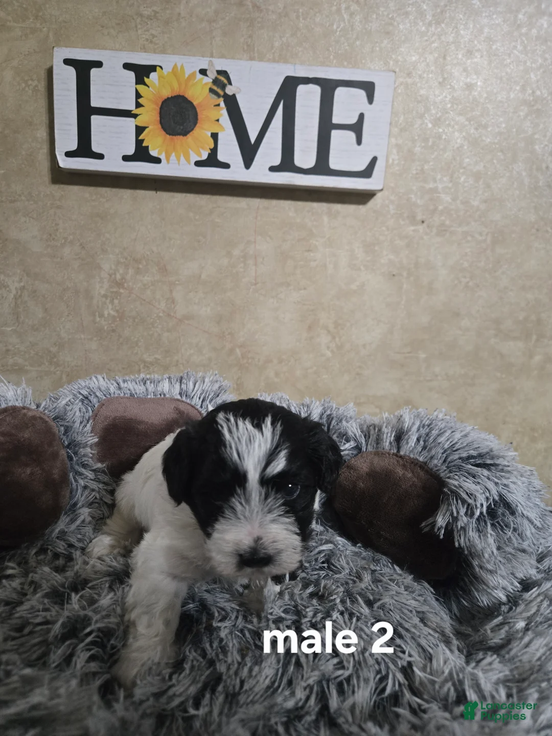 Mixed Breed dogs for sale: Male 2 - Ad 1