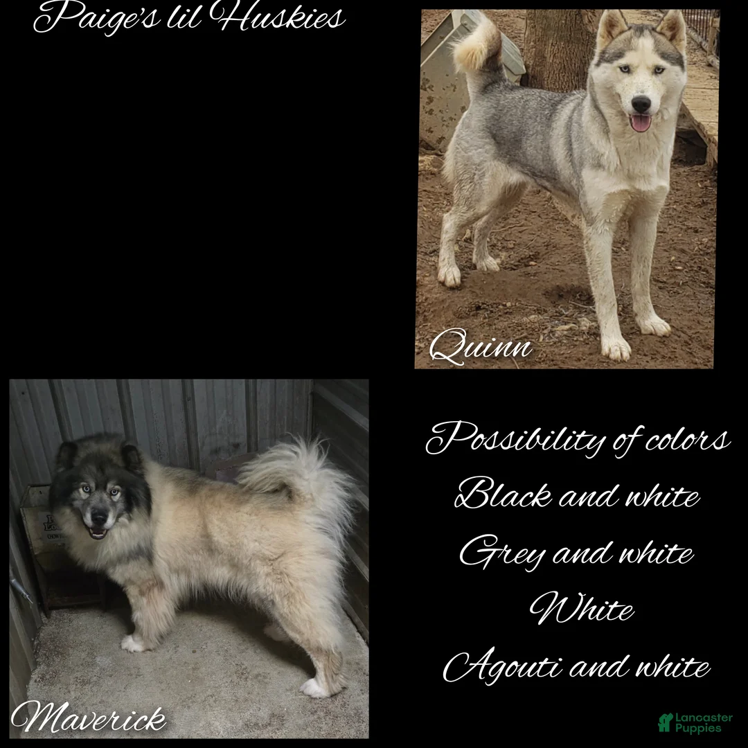 Siberian Husky dogs for sale: Stacie  - Ad 7