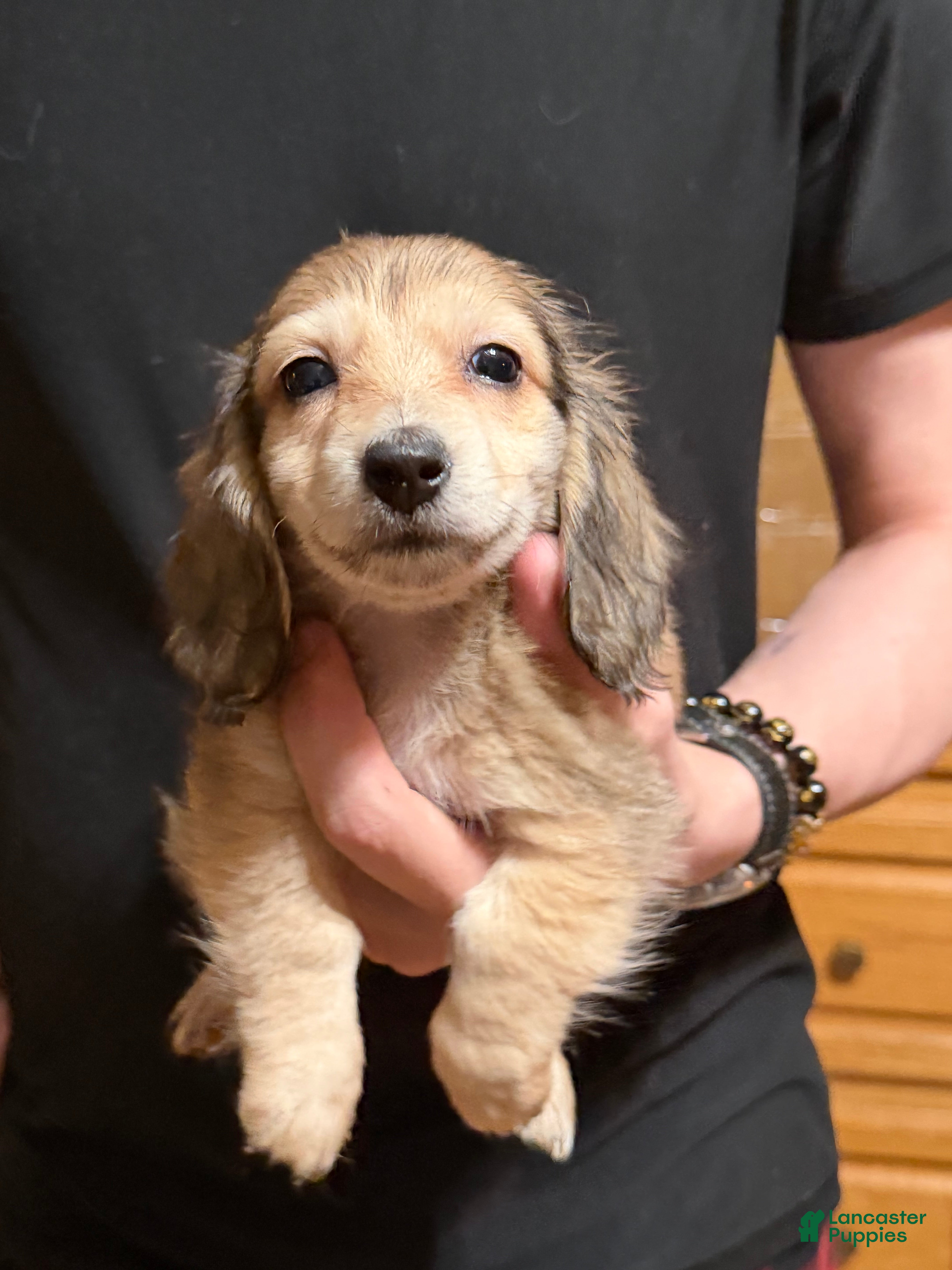 Miniature Dachshund dogs CReam  - Ad 31