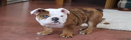 English Bulldog dogs for sale: English Bulldog Puppy 1 - Ad 4
