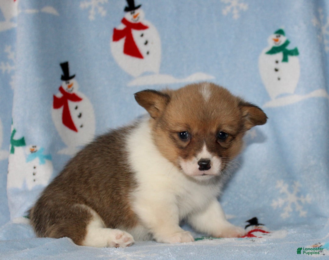 Welsh Corgi Pembroke dogs for sale: Molly - Ad 3