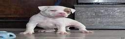 American Bully dogs for sale: Lilac Merle - Ad 3
