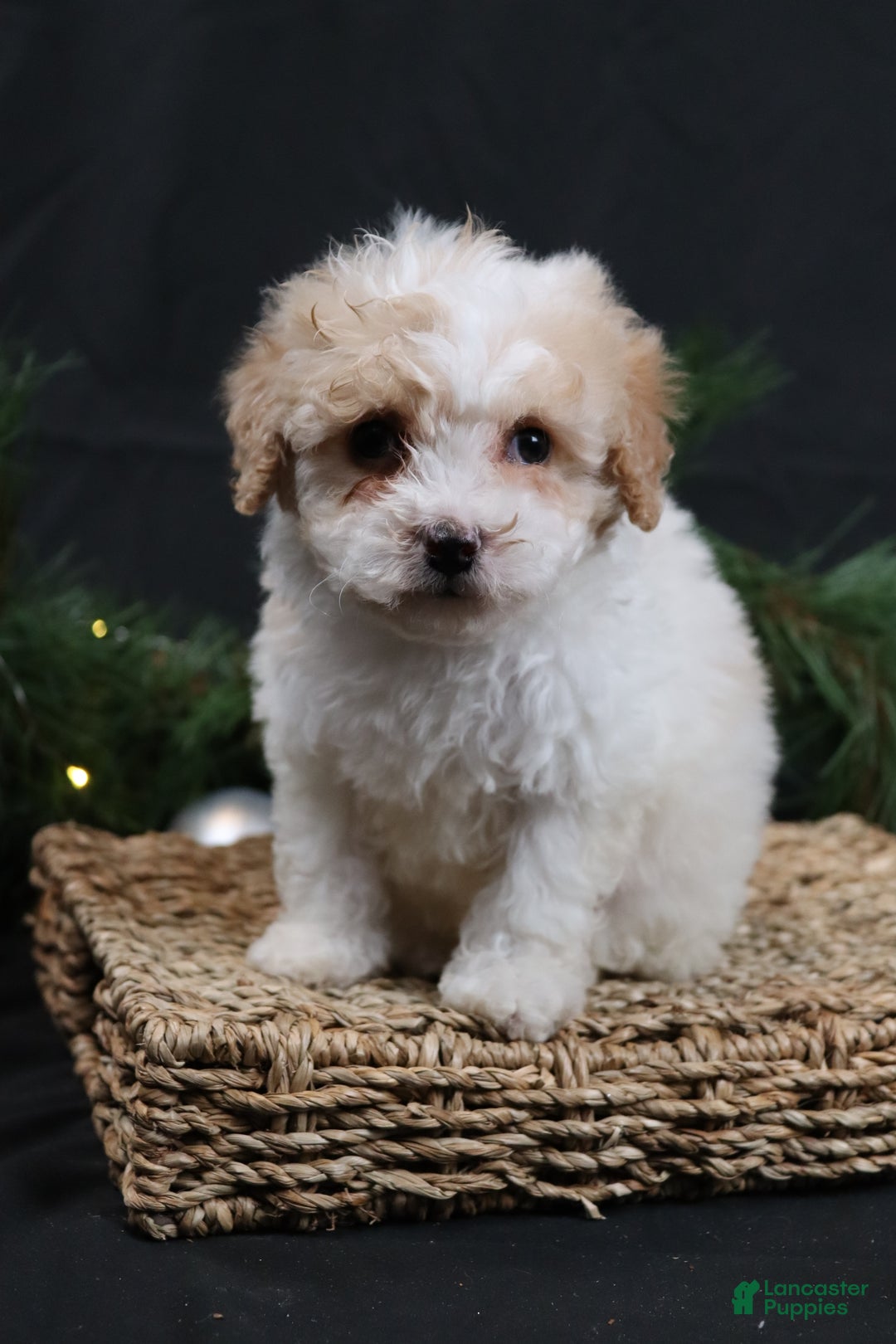 Cavapoo dogs for sale: Cavapoo Puppy 1 - Ad 4