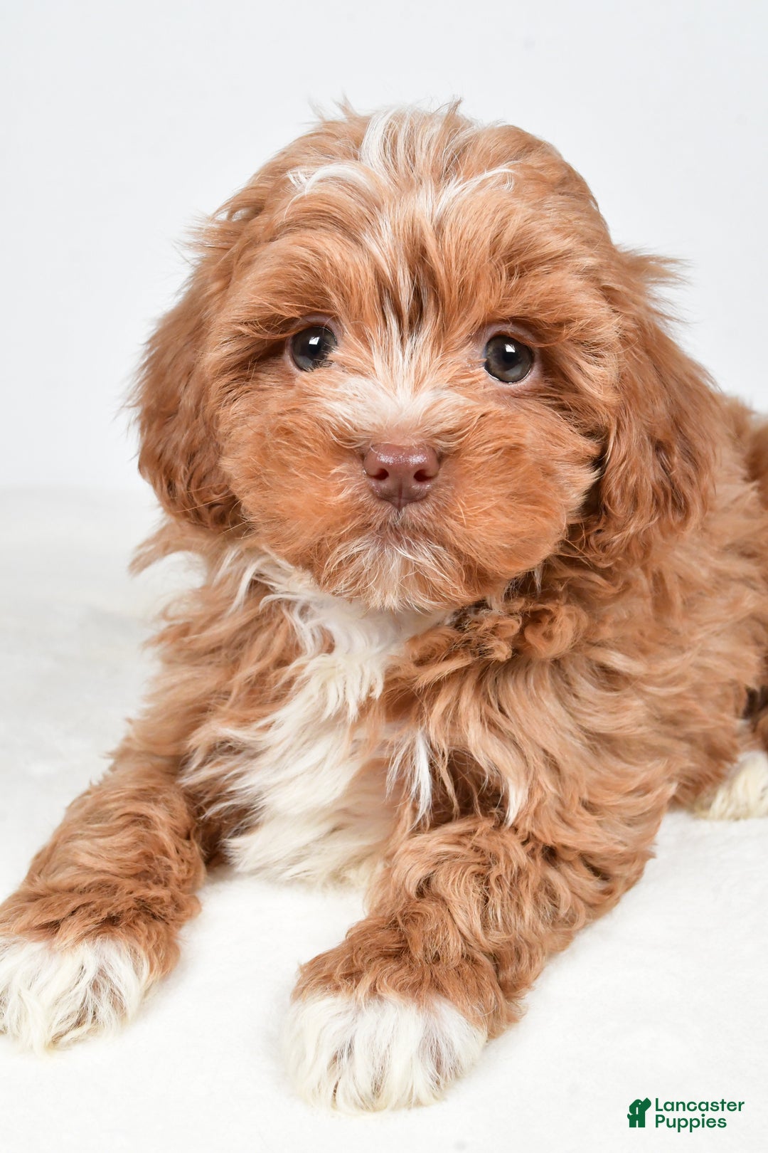 Shihpoo dogs for sale: Jackson - Ad 5