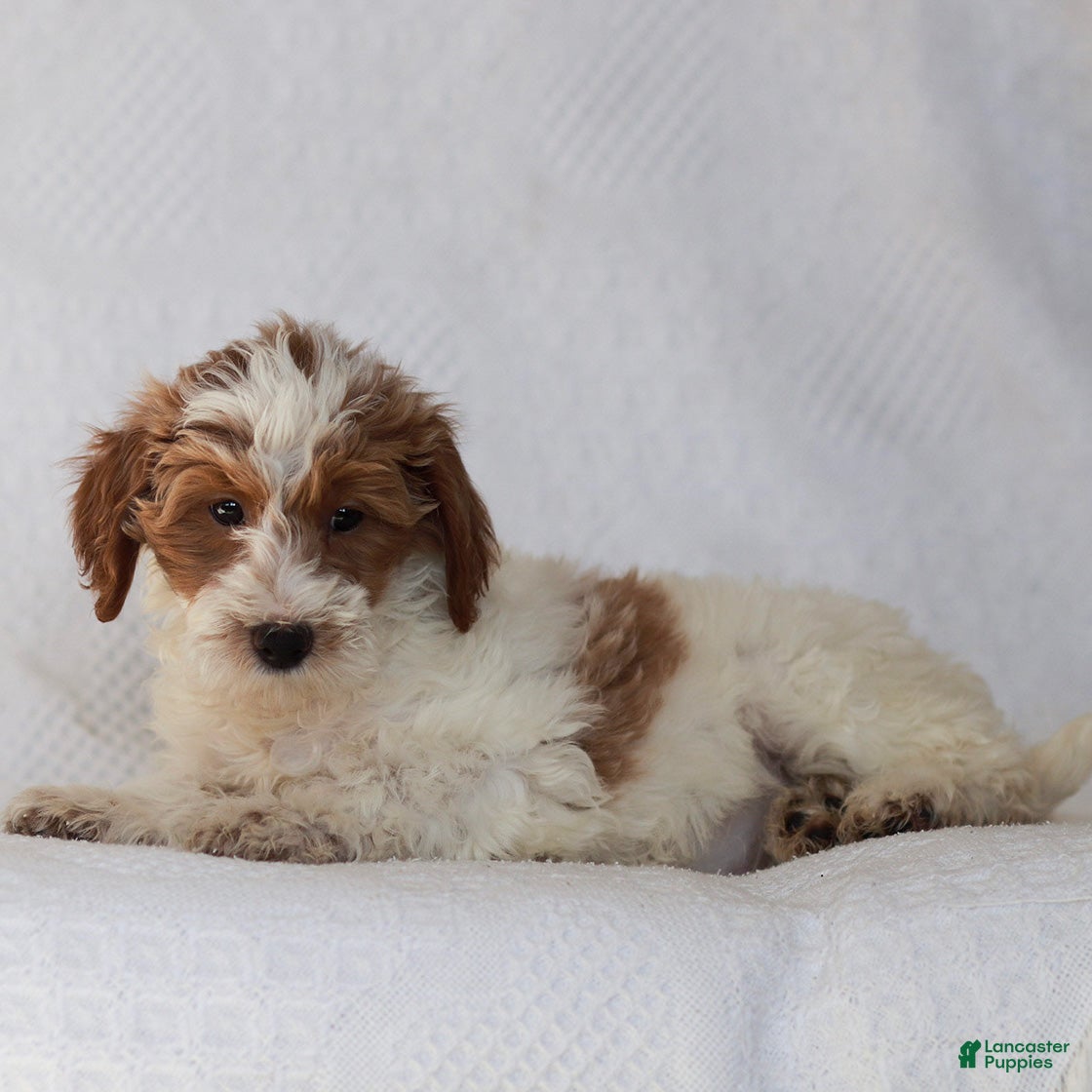 Goldendoodle dogs Lilac - Ad 2