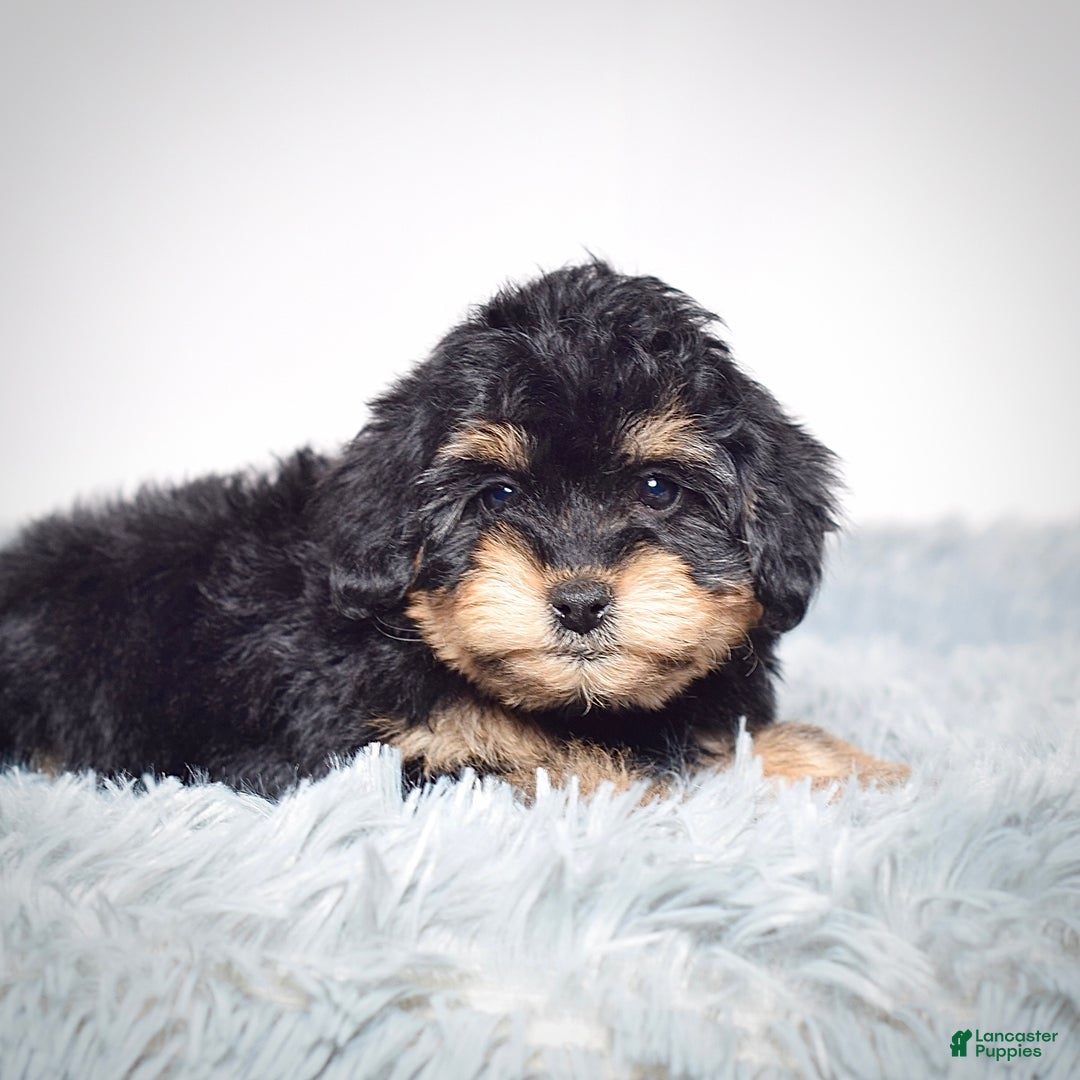 Mini Goldendoodle dogs for sale: Ms. Raven - Ad 3