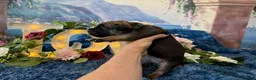 Cane Corso dogs for sale: Grace - Ad 4