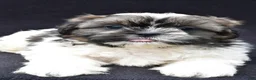 Shih Tzu dogs for sale: Ace - Ad 4