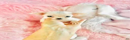 Chihuahua dogs for sale: Teacup/Pocketbook Chihuahua 1 - Ad 3