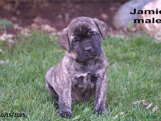 English Mastiff dogs Jamie - Ad 5