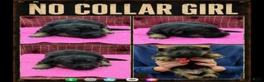 German Shepherd Puppy 8