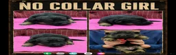 German Shepherd dogs for sale: German Shepherd Puppy 8 - Ad 1