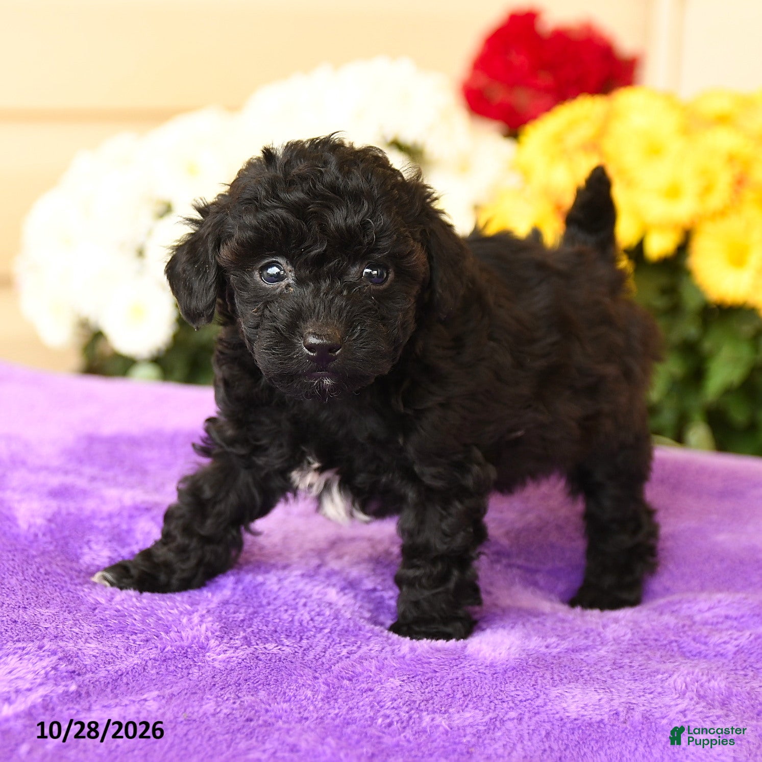 Toy Poodle dogs for sale: Socks - Ad 1