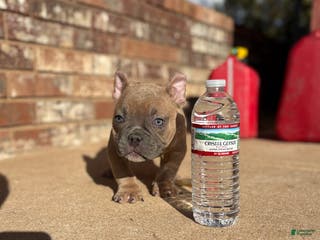 American Bully dogs American Bully Puppy 2 - Ad 3