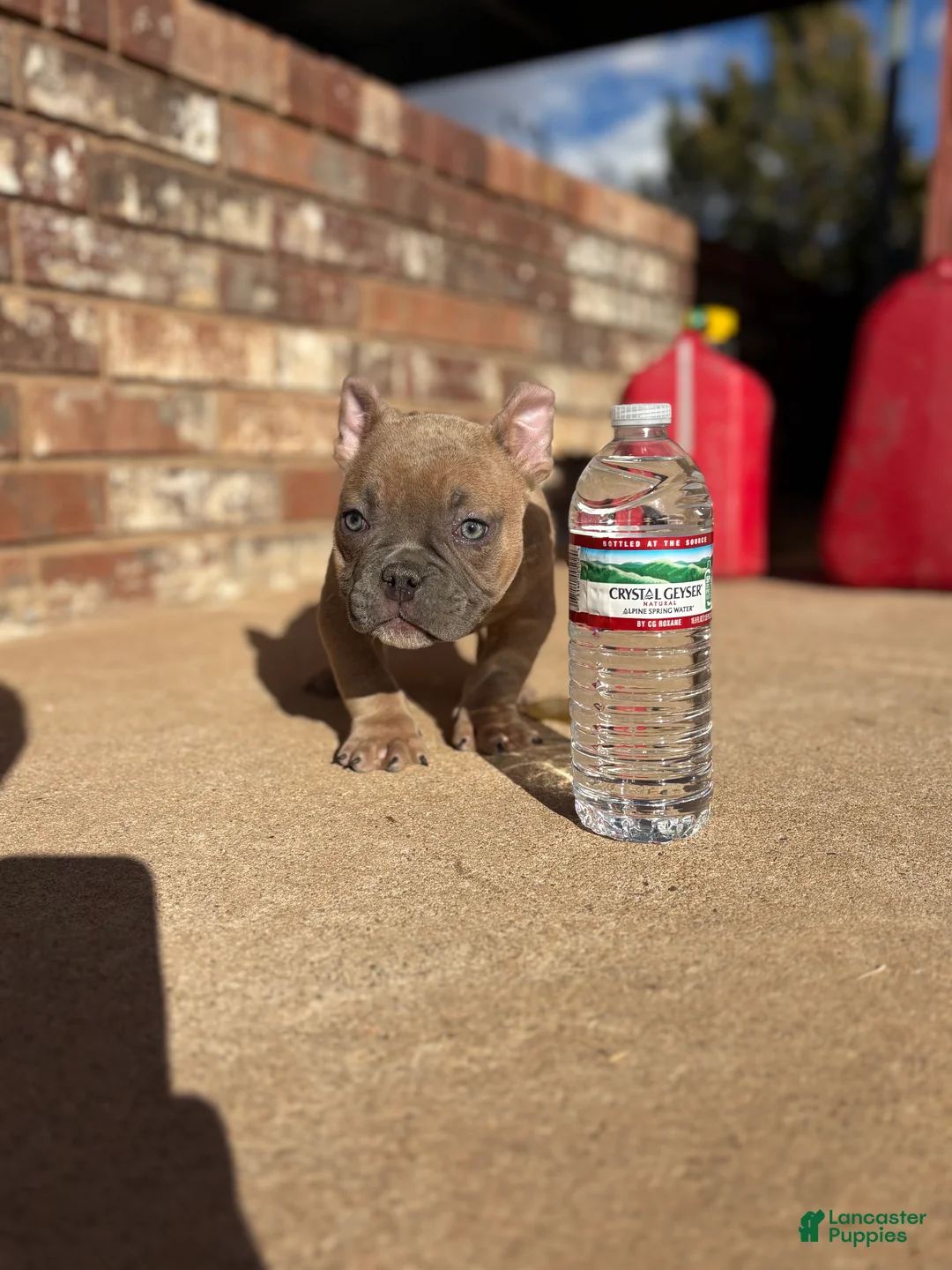 American Bully dogs for sale: American Bully Puppy 2 - Ad 1