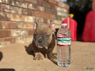 American Bully dogs American Bully Puppy 2 - Ad 30