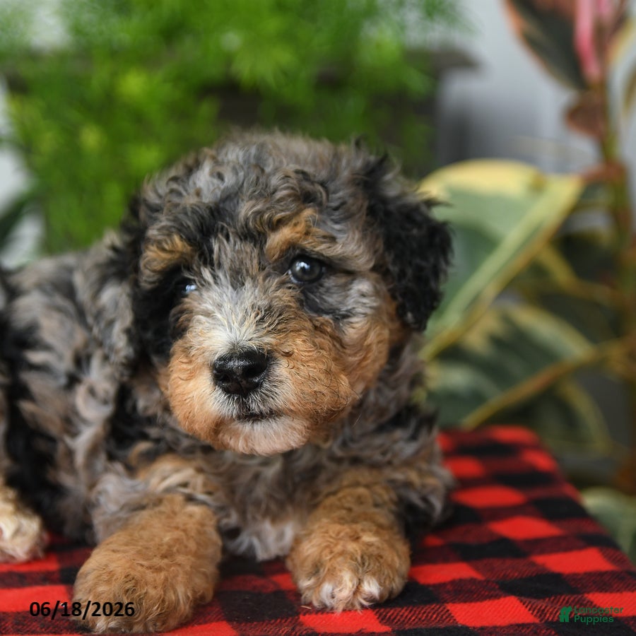 Mini Bernedoodle dogs Charlotte - Ad 2