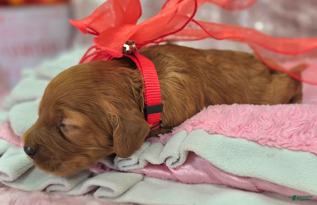 Cockapoo dogs for sale: Sundog - Ad 2