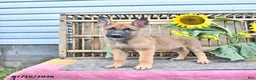 Mixed Breed dogs for sale: Archie - Ad 1