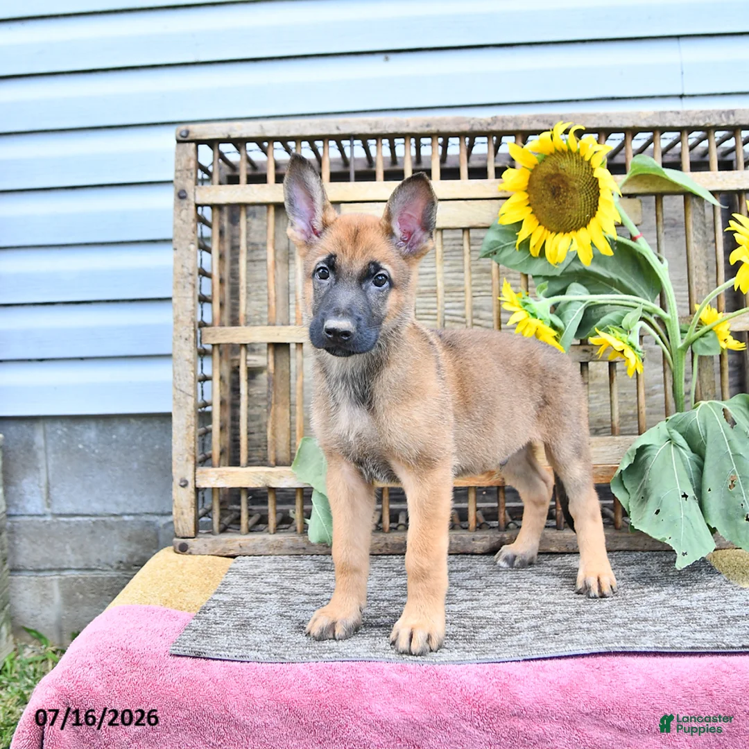 Mixed Breed dogs for sale: Archie - Ad 1