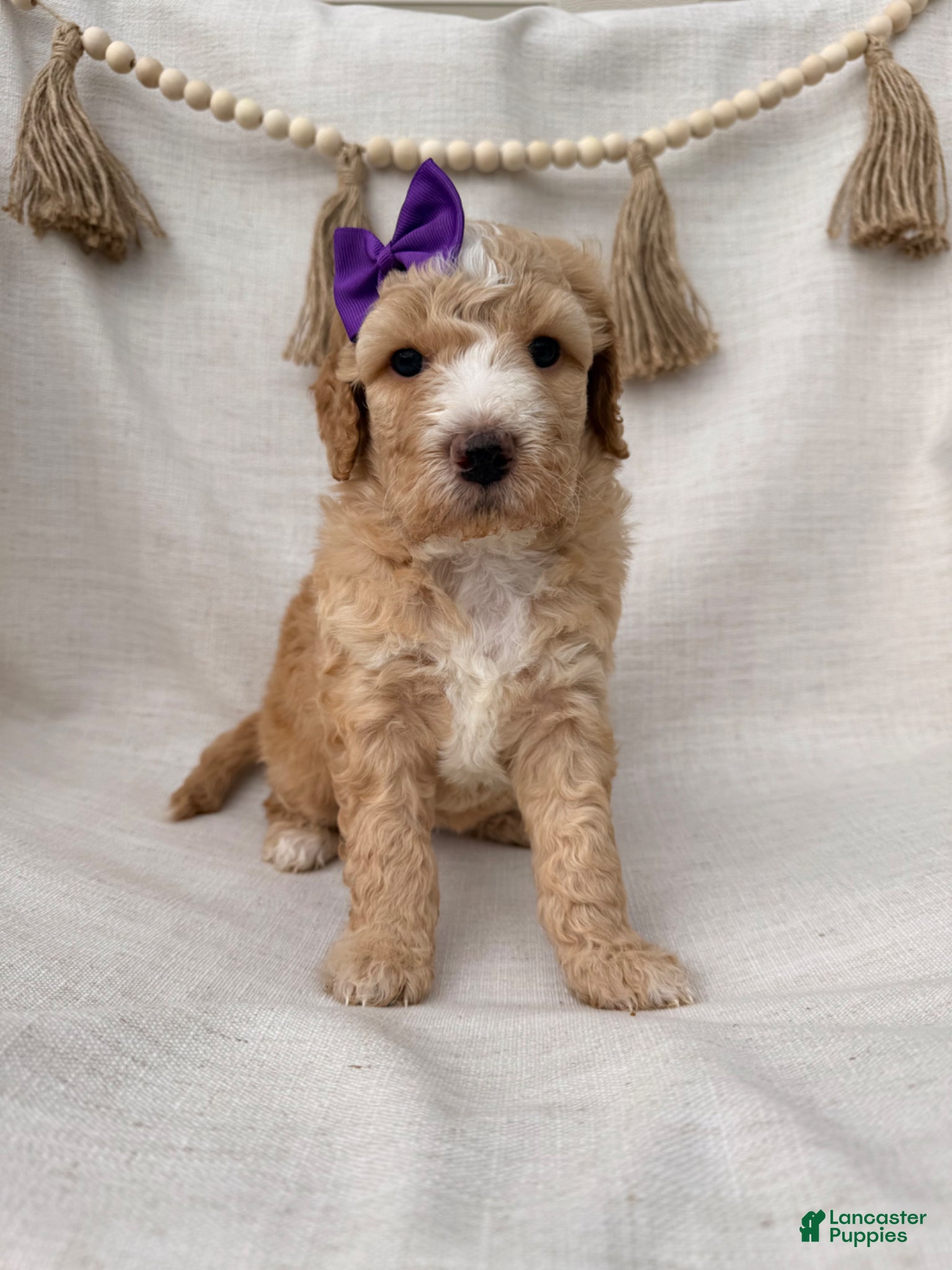 Goldendoodle dogs for sale: Goldendoodle Puppy 1 - Ad 3