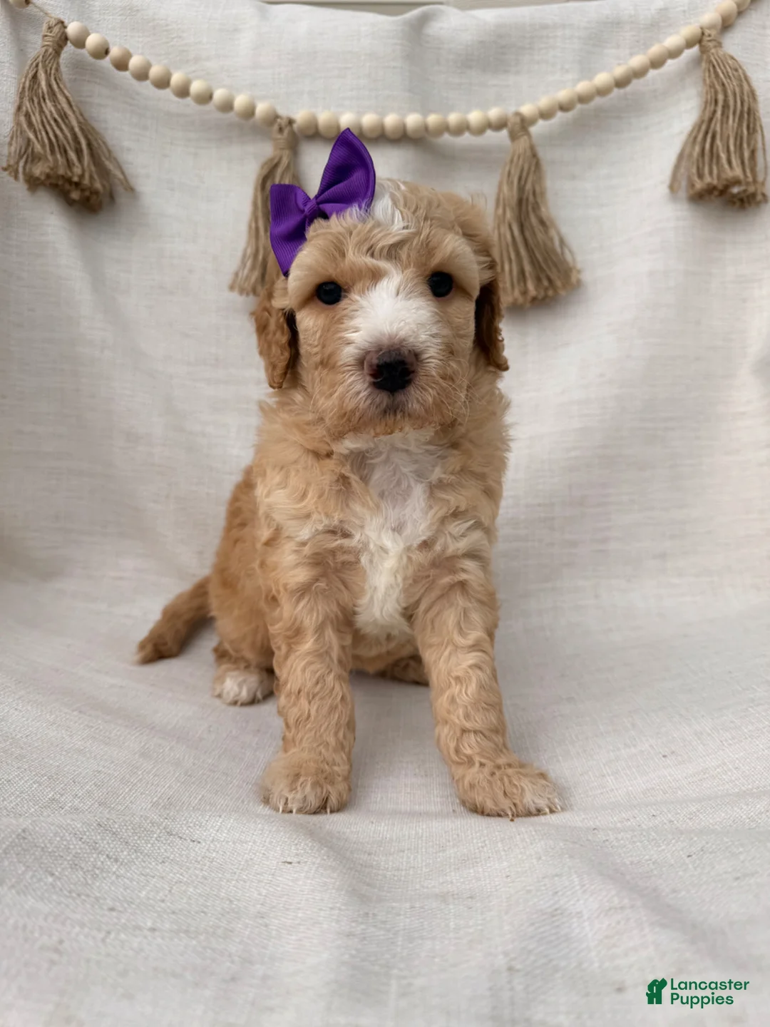 Goldendoodle dogs for sale: Goldendoodle Puppy 1 - Ad 1