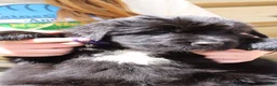 Newfoundland dogs for sale: Roly Poly - Ad 2
