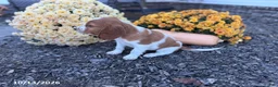 Welsh Springer Spaniel dogs for sale: Lemon - Ad 7