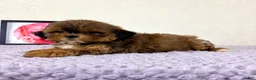 Shihpoo dogs for sale: Gretchen - Ad 30