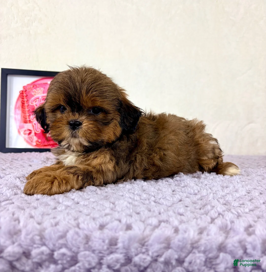 Shihpoo dogs for sale: Gretchen - Ad 30