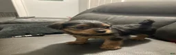 Mixed Breed dogs for sale: Unique - Ad 24