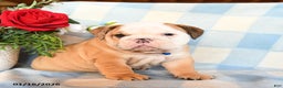 English Bulldog dogs for sale: Master - Ad 3