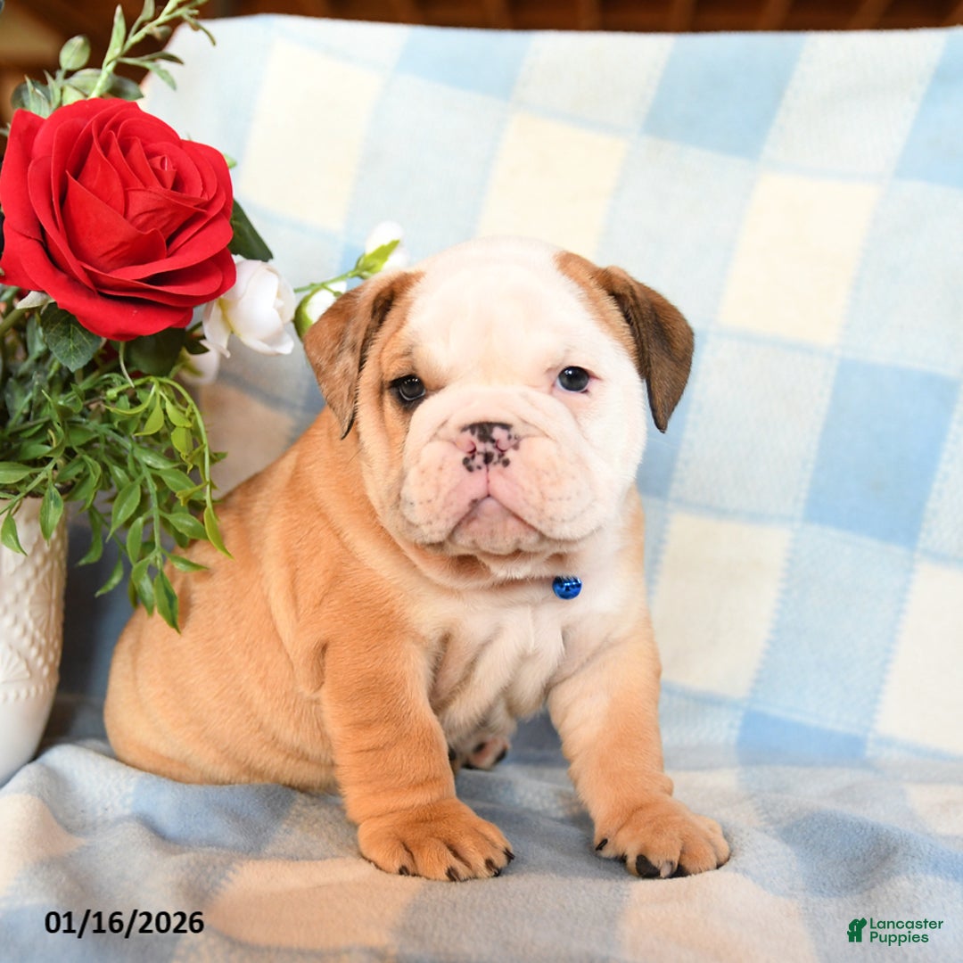 English Bulldog dogs for sale: Master - Ad 3