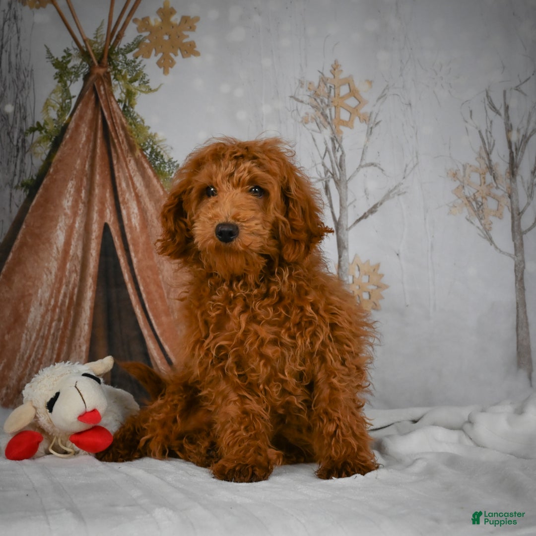 Mini Goldendoodle dogs for sale: Sammie - Ad 6