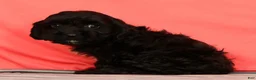Cavapoo dogs for sale: Vito - Ad 4