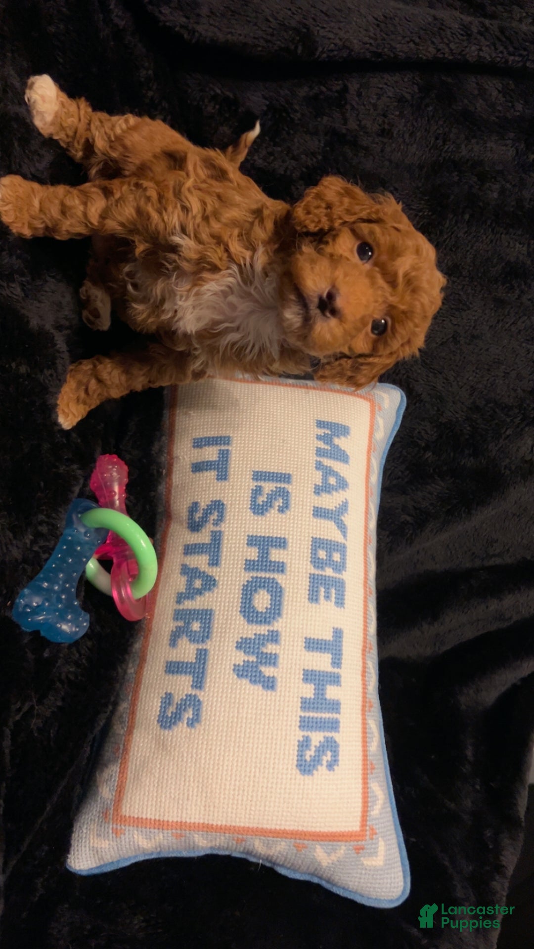 Mini Goldendoodle dogs for sale: Ms Grits - Ad 2