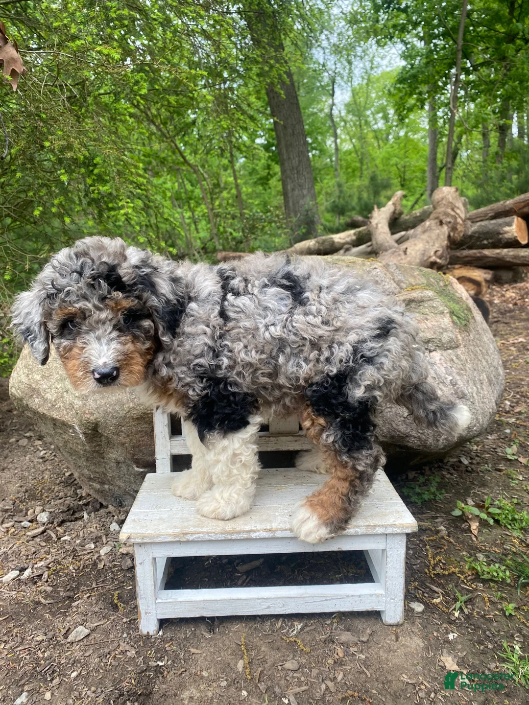 Bernedoodle dogs for sale: Kip - Ad 10