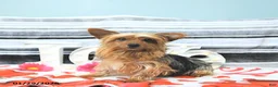 Yorkshire Terrier dogs for sale: Peanut  - Ad 6